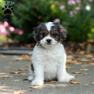 Sunshine, Cavapoo Puppy
